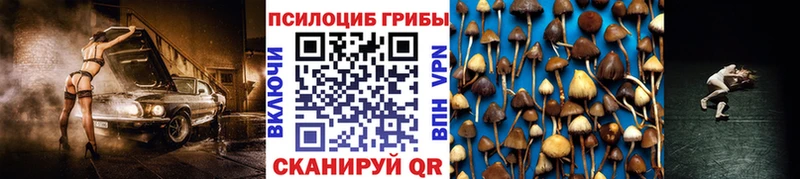 как найти наркотики  Кимовск  Галлюциногенные грибы Psilocybine cubensis 